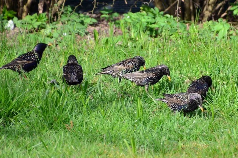 Szpaki podczas żerowania ograniczają liczebność szkodników ogrodowych