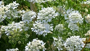 Orlaya wielkokwiatowa (Orlaya grandiflora) – jak ją uprawiać?