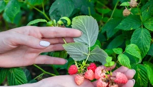 Koniecznie zadbaj o najważniejsze zabiegi pielęgnacyjne, a maliny będą obficie owocować.