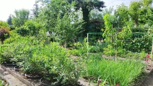 Właściciele ROD mogą w pełni korzystać z dobrodziejstw miejsca, które dzierżawią, ale mają  przy tym wiele obowiązków./Deccoria.pl