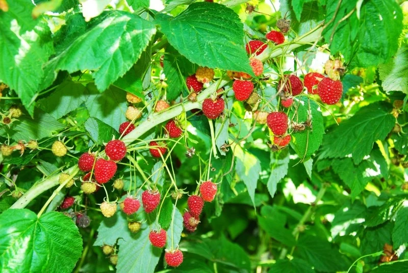 W uprawie malin kluczowe jest podlewanie, szczególnie w okresie letnim