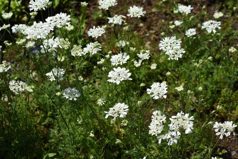 Orlaya wielkokwiatowa świetnie rozmnaża się przez wysiew, ale również daje obfity samosiew