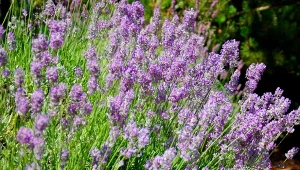 Kwitnąca lawenda na rabacie ma niezwykły kolor i zapach. Jednak, gdy popełnisz te błędy przy uprawie, może nie dać nawet połowy oczekiwanych kwiatów.