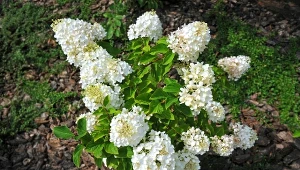 Wyjaśniamy, jak pielęgnować hortensje na przełomie wiosny i lata.