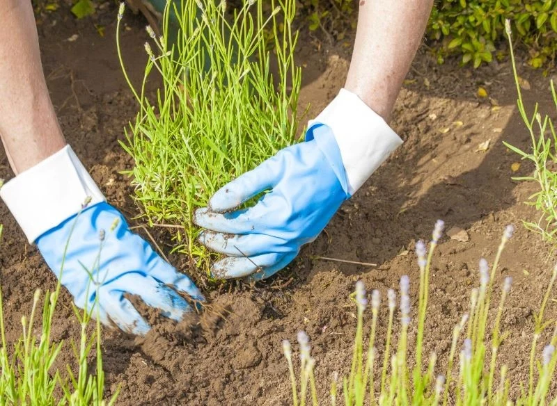 Warto pamiętać, że wśród kochających słońce odmian lawendy można natknąć się również na te, które potrzebują go mniej