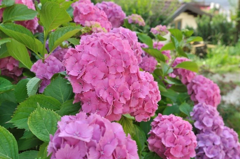 Hortensje ogrodowe zachwycają kulistymi kwiatostanami