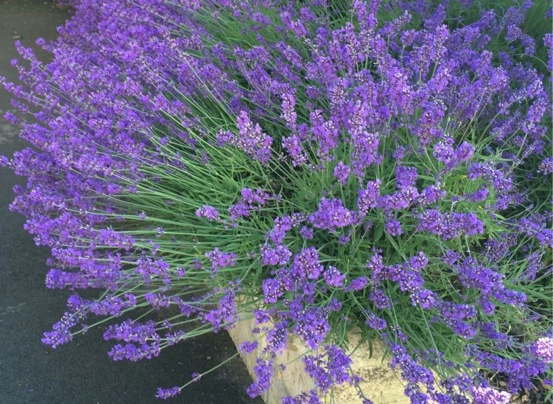 Lawenda dobrze przyjmie się nie tylko na dużej rabacie, lecz także w donicach i różnego typu pojemnikach, o ile tylko zadbasz o podlewanie i ustawi...