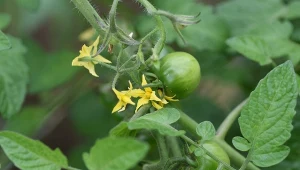 Podpowiadamy, czym nawozić pomidory podczas kwitnięcia, aby uzyskać jak najlepsze plony.