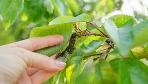 Kolonie mszyc atakują rośliny w ogrodzie i sadzie. Jak skutecznie pozbyć się szkodników w naturalny sposób.
