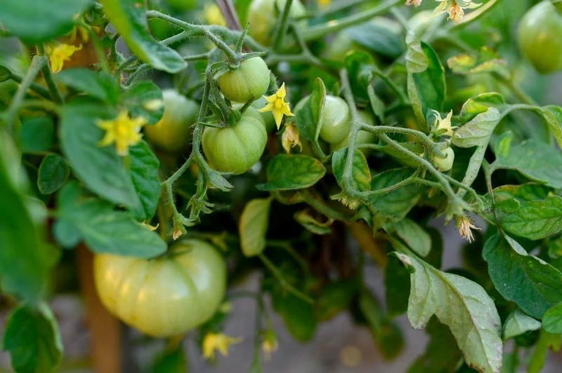 Właściwe nawożenie pomidorów podczas kwitnięcia to klucz do uzyskania zdrowych i obfitych plonów