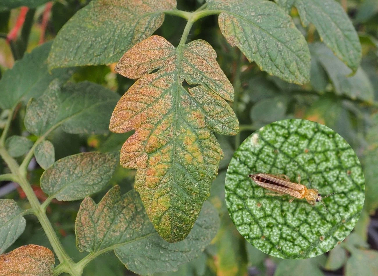Wciornastki żerują nie tylko na kwiatach, ale również na warzywach szklarniowych