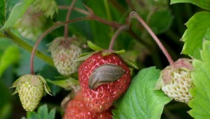 Inwazja ślimaków niszczy uprawy truskawek, sałaty oraz wielu innych roślin na twojej działce? Czas się z nią uporać sprawdzonym i naprawdę tanim sposobem.