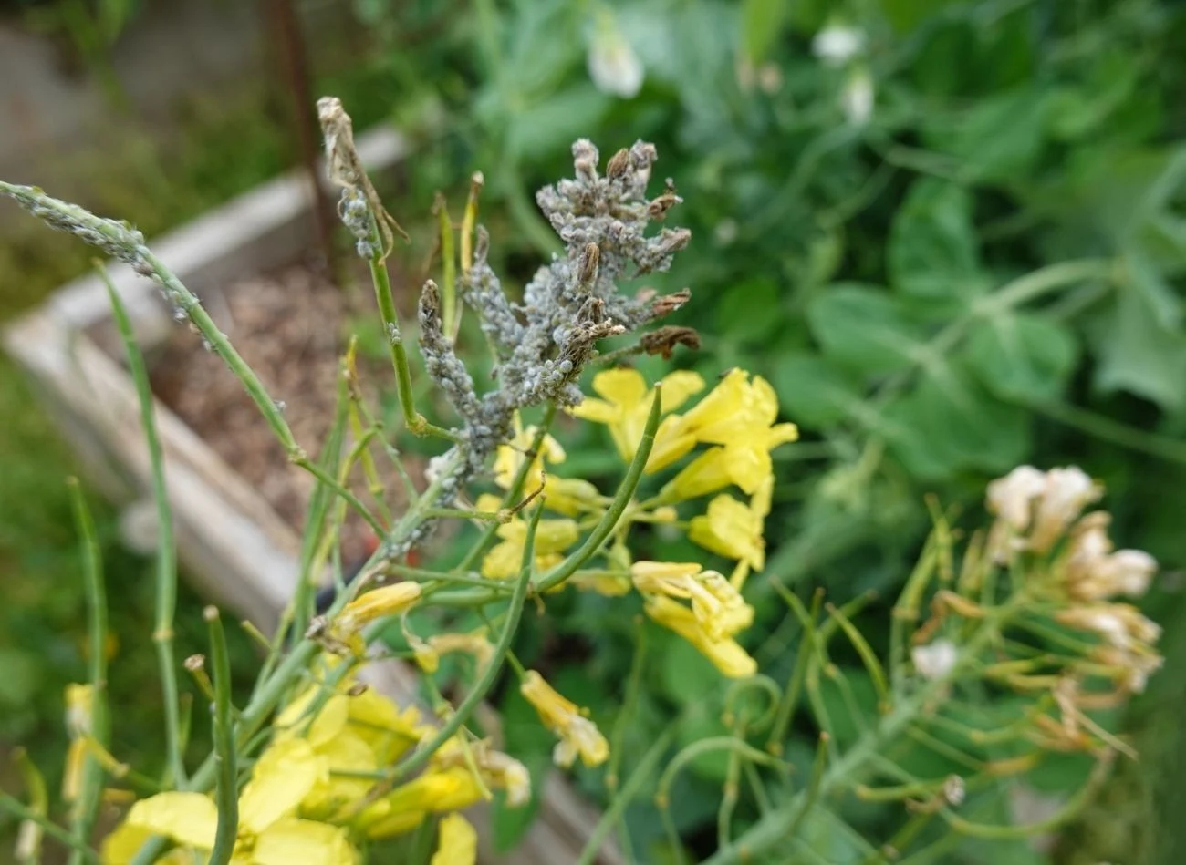 Oprysk z mleka w proszku skutecznie walczy zarówno z koloniami mszyc, jak i wciornastkami