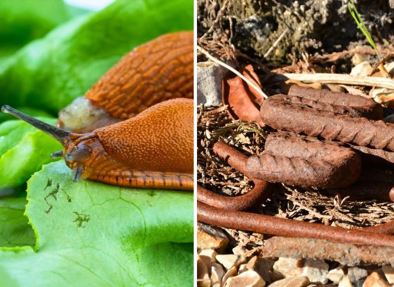 Co wspólnego ma stal lub żeliwo z sałatą i ślimakami