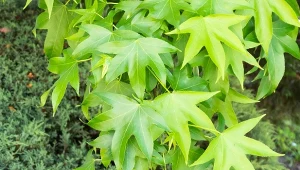 Ambrowiec amerykański 'Slender Silhouette' (Liquidambar styraciflua)