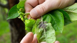 Wyjaśniamy, dlaczego szybkie zwalczanie mszyc jest ważne.