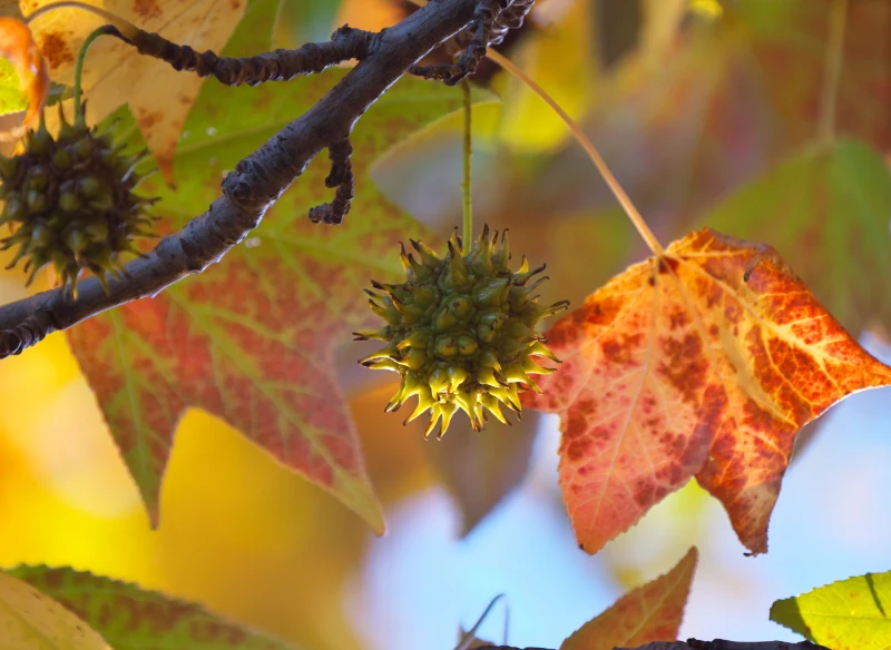 Ambrowiec amerykański 'Slender Silhouette' w naszym klimacie rzadko zawiązuje owoce