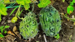 Kiwano (Cucumis metuliferus) – uprawa i pielęgnacja w ogrodzie