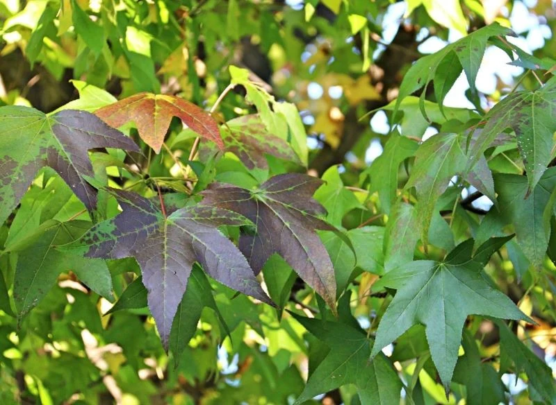 Wraz z nadejściem jesieni liście ambrowca amerykańskiego 'Slender Silhouette' zaczynają zmieniać kolor