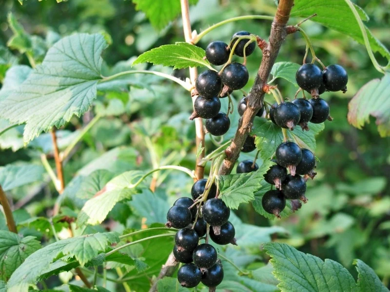 Porzeczki potrzebują nawożenia zarówno na początku wegetacji, jak i w okresie intensywnego wzrostu