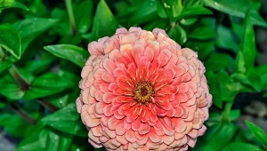 To piękne kwiaty, którymi ozdobisz rabatę i doniczkę na oknie. Jakie wymagania mają cynie? To naprawdę bezproblemowe rośliny.