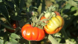 Odpowiednie odżywienie krzaczków zapewni większy plon. Czym nawozić pomidory w czerwcu? Nie zawsze powinieneś sięgać po preparaty azotowe, ogrodnik podpowiada, kiedy lepiej ich nie dawać.