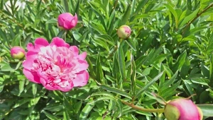 Sprawdź, co zrobić z piwoniami po przekwitnięciu./Deccoria.pl