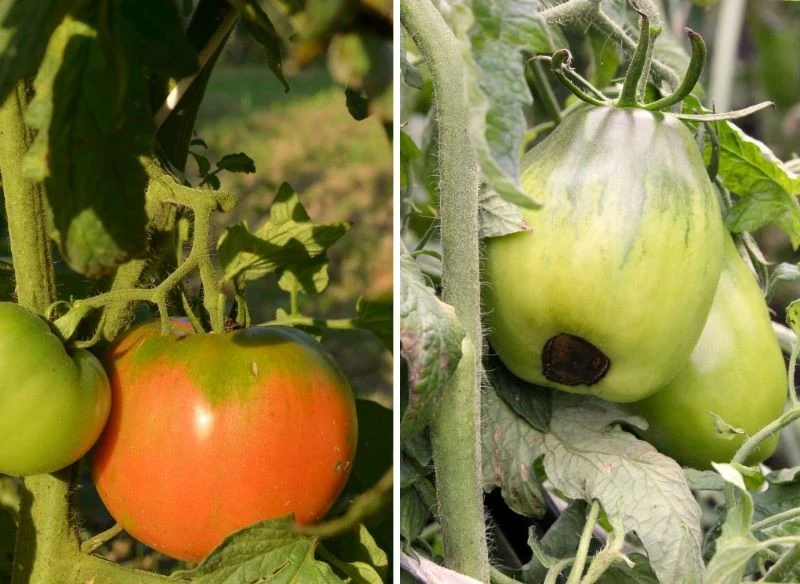 Błędy w nawożeniu odbijają się na kondycji owoców, ich liczbie, wielkości i smaku