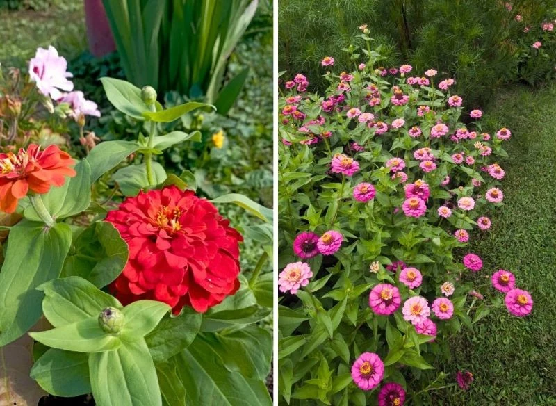 Cynie doskonale rosną wśród innych roślin np