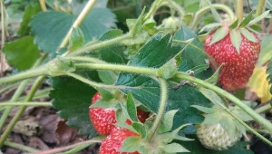 Oto najważniejsze zabiegi w uprawie truskawek w czerwcu. Pamiętaj o nich, a plony będą obfite./Deccoria.pl