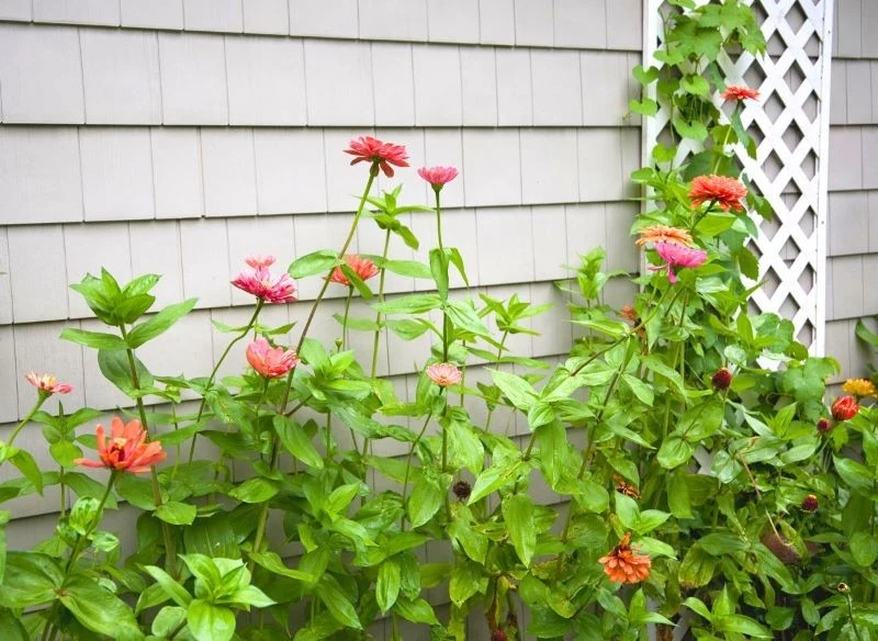 Wysokie odmiany cynii pozwolą ci wypełnić kolorami pustą przestrzeń wzdłuż monotonnej ściany, ogrodzenia czy starego muru