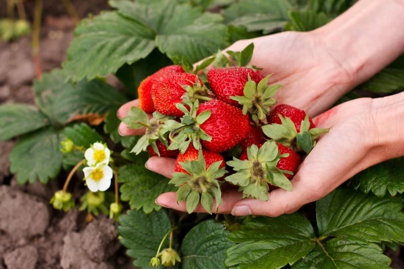 Regularne podlewanie truskawek w czerwcu ma kluczowy wpływ na jakość i obfitość plonów
