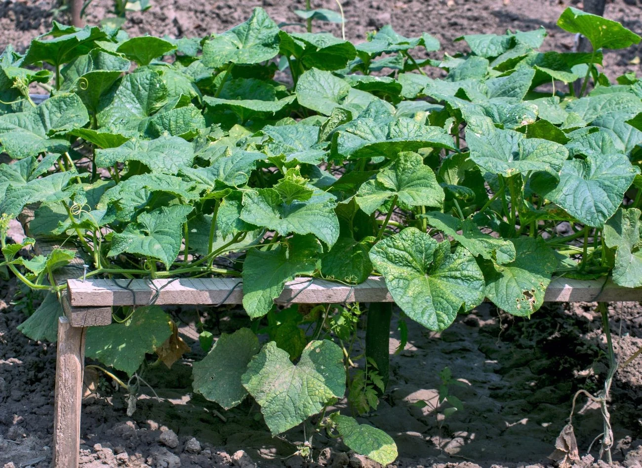 Stanowisko dla ogórków powinno być dobrze nasłonecznione