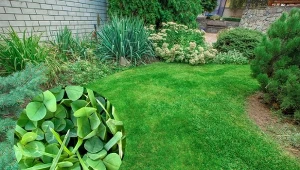 Jak założyć trawnik z mikrokoniczyną? Czy wymaga częstego przycinania i nawożenia?