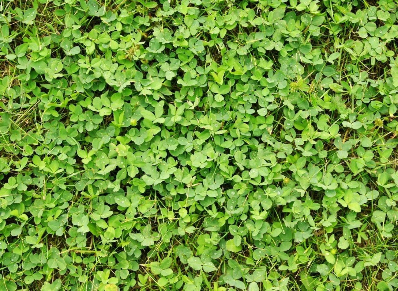 Trawnik z koniczyną to wariant dla tych ogrodników, którzy nie lubią częstego koszenia