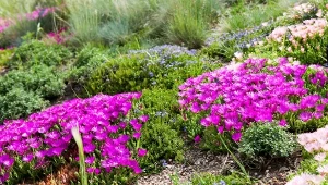 Sukulenty staną się idealnym uzupełnieniem każdego ogrodu. Sprawdź, jakie gatunki sprawdzą się najlepiej.