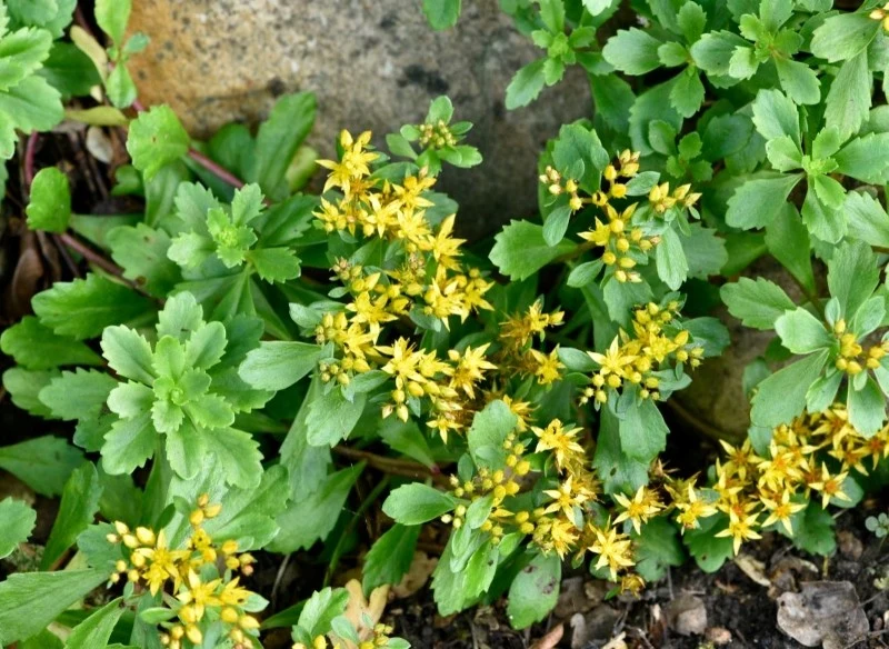 Sukulenty są łatwe w uprawie, dlatego doskonale sprawdzą się w każdym ogrodzie