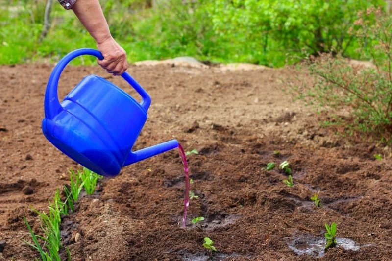 Nawozy mineralne działają szybciej niż naturalne, ale mają również wady