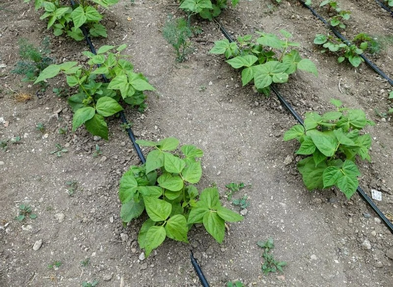 System kropelkowy warto zainstalować w warzywniku