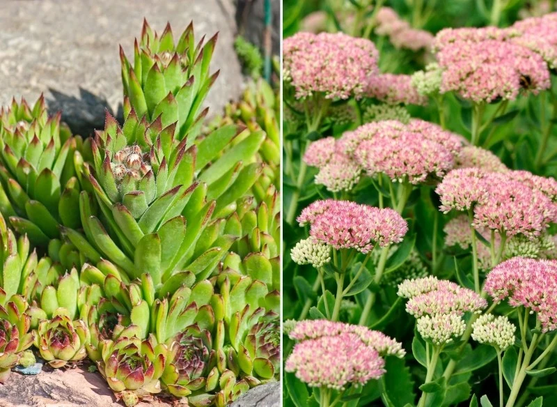 Większość sukulentów najlepiej rośnie na stanowiskach nasłonecznionych, choć są też gatunki tolerujące półcień