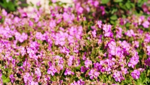 Do nasadzeń w  brzydkich i cienistych miejscach w ogrodzie idealnie sprawdzi się bodziszek kantabryjski.