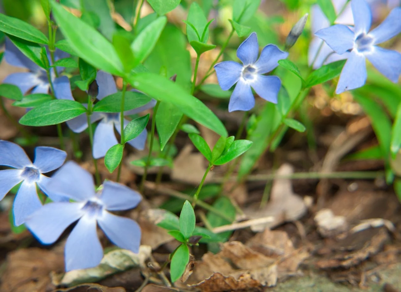 Barwinek pospolity kwitnie do późnego lata