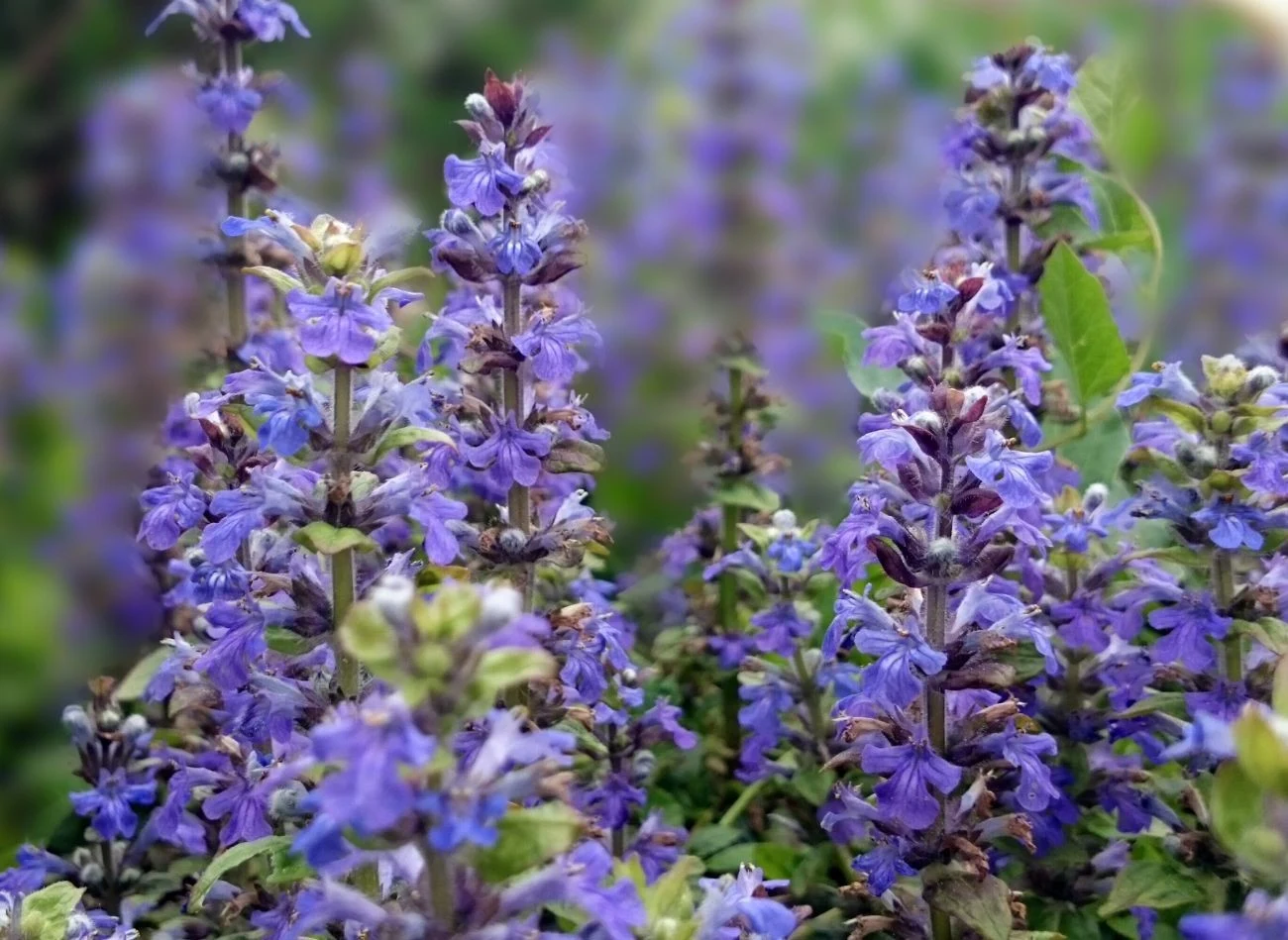 Dąbrówka rozłogowa to gatunek niewymagający z uroczymi fioletowymi kwiatostanami