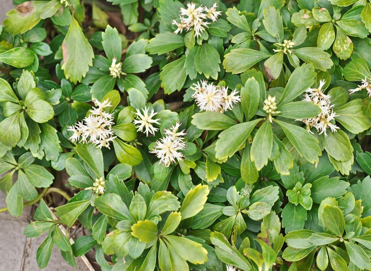 Runianka japońska zdobi ogród cały rok