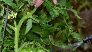 Jak stosować oprysk drożdżowy w uprawie pomidorów i ogórków?