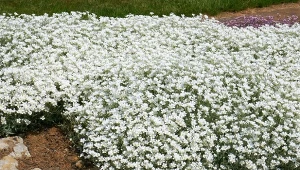 Rośliny okrywowe mogą zastąpić trawnik, a także przykryć nieestetyczne miejsca w ogrodzie.