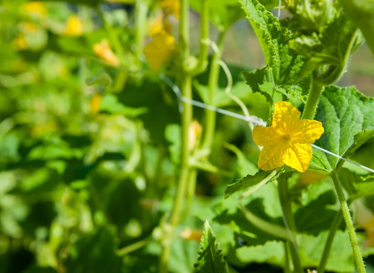Oprysk z drożdży warto stosować profilaktycznie