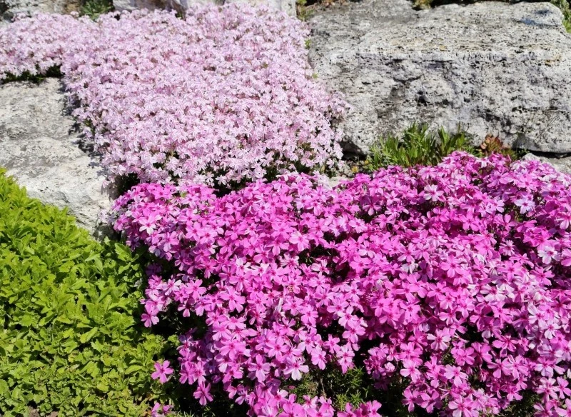 Rośliny okrywowe są mało wymagające, a przy tym charakteryzują się szybkim tempem wzrostu