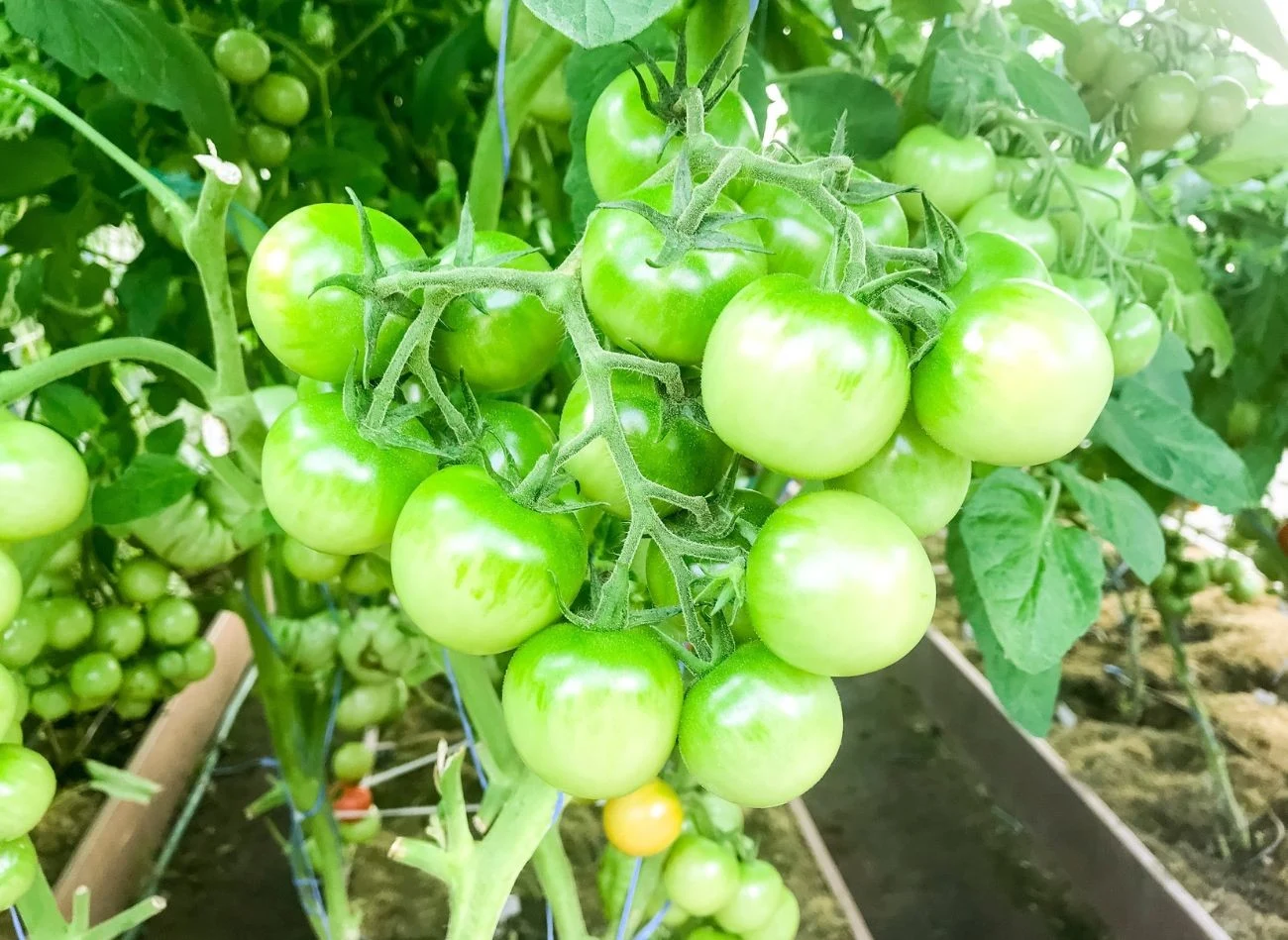 Jak zrobić oprysk z drożdży do pomidorów