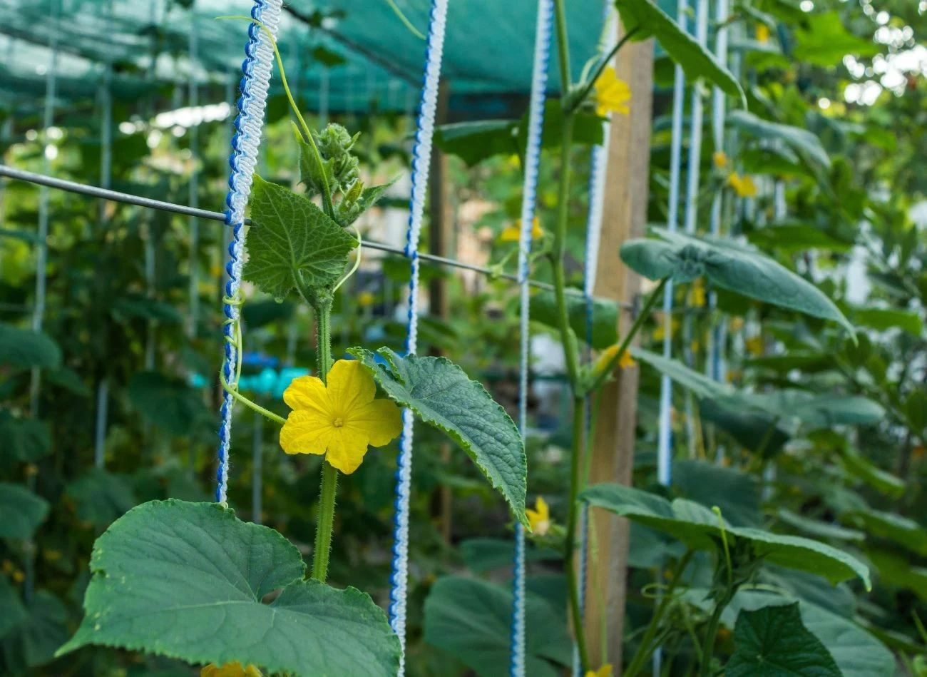 Oprysk z drożdży można również stosować do ogórków